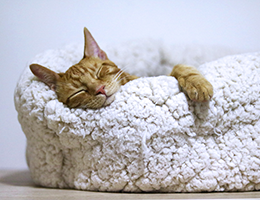 mesh cat bed